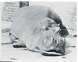 Hippopotamus Prints: Portrait of a Hippo