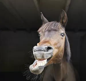Portrait of horse showing teeth in stable