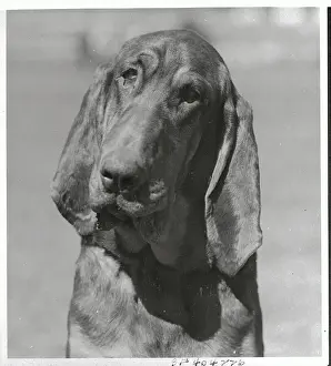 Portrait of Hound Dog