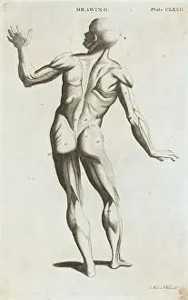 Portrait of the Human Anatomy