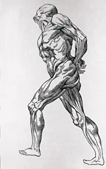 Portrait of the Human Body