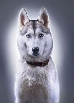 Portrait of Husky