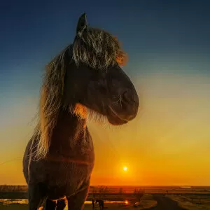 Images Dated 8th October 2014: Portrait of Icelandic Horse at Sunset