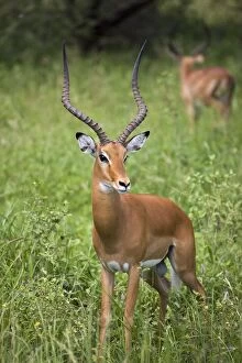 Images Dated 10th June 2008: Portrait of impala, Serengeti National Park, United Republic of Tanzania