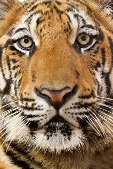 Portrait, Indochinese Corbetts Tiger