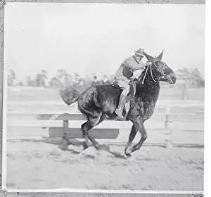 Mule Prints: Portrait of a Jumping Mule