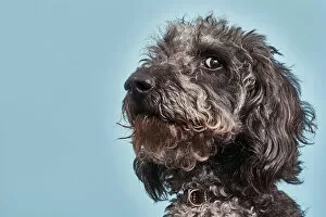 Funny Animals Gallery: Portrait of Labradoodle with humorous expression