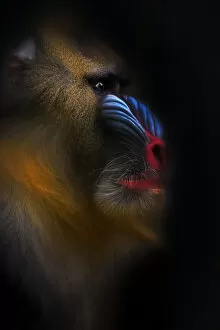 Images Dated 15th September 2015: Portrait of a Mandrill
