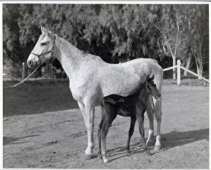 Portrait Of A Mare And Colt In A Corral