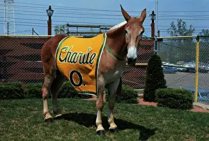 Mule Prints: Portrait of Mule Mascot Charlie O