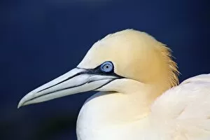 Images Dated 22nd June 2015: Portrait of a northern gannet