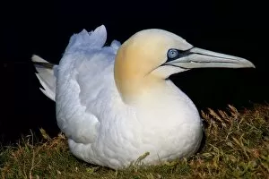 Images Dated 22nd June 2015: Portrait of a northern gannet (morus bassanus or sula bassana) on Helgoland, Germany