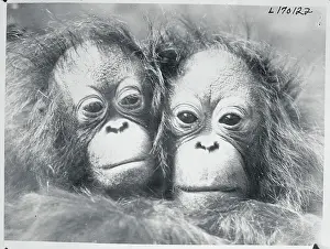 Orangutan Prints: Portrait of Orangutans