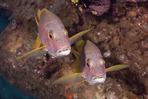 Images Dated 14th March 2011: Portrait of a pair of Snapper (fish)