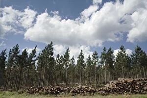 Images Dated 7th November 2005: Portrait of a Pine Tree Plantation with Pine Logs Stacked in the Foreground