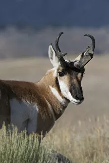 Montana Collection: Portrait of Pronghorn antelope (Antilocapra americana) buck, Electric Peak