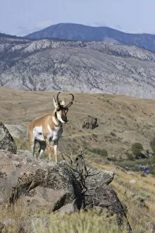Images Dated 3rd October 2009: Portrait of Pronghorn antelope (Antilocapra americana) buck, Electric Peak
