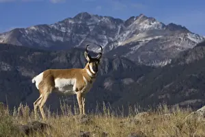 Portrait of Pronghorn antelope (Antilocapra americana) buck, Electric Peak, Yellowstone National Park, Montana, USA