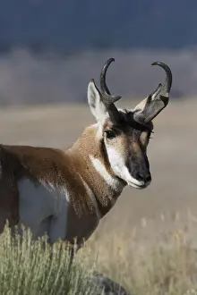Buck Prints: Portrait of Pronghorn antelope (Antilocapra americana) buck