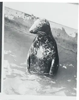 Portrait of Sad Looking Seal