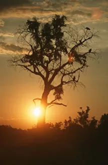Botswana Gallery: Portrait of a Silhouette of a Tree at Sunset