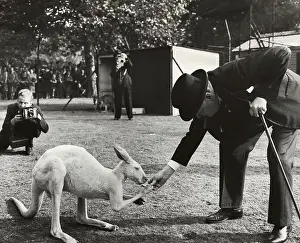 Portrait of Sir Winston Churchill Feeding Kangaroo
