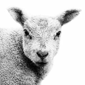 Images Dated 9th April 2012: Portrait of a spring lamb against the snow