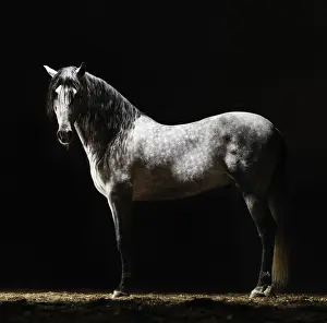 Hobbies Prints: Portrait of standing grey horse