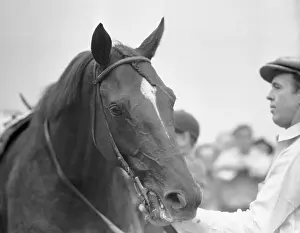 Portrait of Whirlaway
