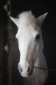 Door Prints: Portrait Of A White Horse