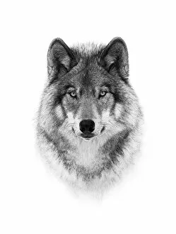 Images Dated 22nd February 2014: Portrait of a wolf