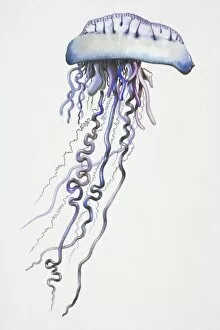 Portuguese Man o War (Physalia physalis) with long, dangling, purple-blue tentacles