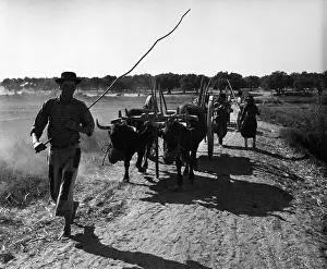 Portuguese Oxen