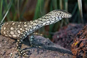 Images Dated 10th July 2018: Posing Perentie