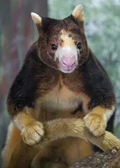 Images Dated 11th April 2017: Posing tree kangaroo