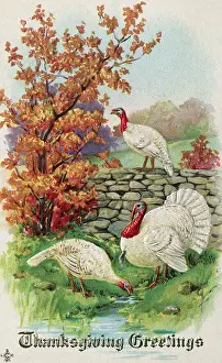 Postcard W/Turkeys/'Thanksgiving Greetin