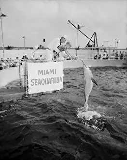 Employee Prints: Poster Child Tommy Woodward Feeds Dolphin