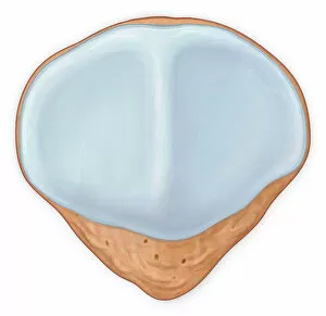 Posterior view patellar surface showing normal cartilage