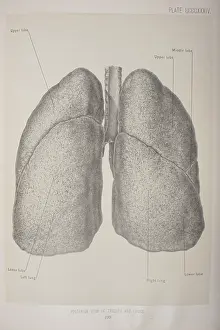 Press And Publishing Prints: Posterior View Of The Trachea & Lungs