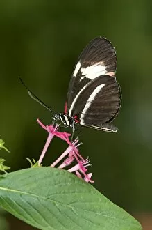 Images Dated 10th September 2011: Postman Butterfly -Heliconius melpomene-