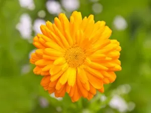 Images Dated 3rd July 2014: Pot Marigold -Calendula officinalis- flower, Lower Saxony, Germany