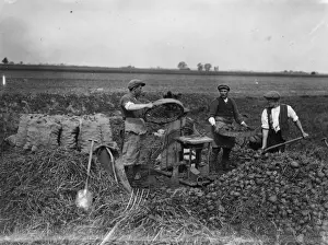 Potato Cleaning