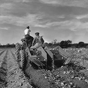 White, Huty Gallery: Potato Harvesting