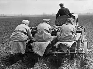 Potato Planting