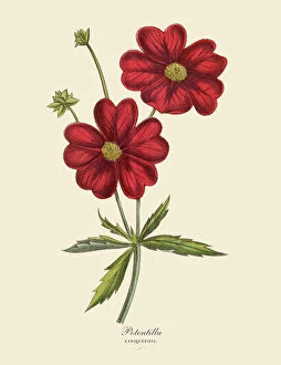 Petal Gallery: Potentilla or Cinquefoil Plant, Victorian Botanical Illustration