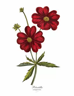 Images Dated 19th February 2019: Potentilla or Cinquefoil Plant, Victorian Botanical Illustration