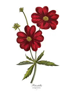 Potentilla or Cinquefoil Plant, Victorian Botanical Illustration