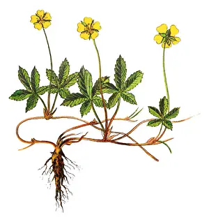 Potentilla reptans, known as the creeping cinquefoil, European cinquefoil or creeping tormentil