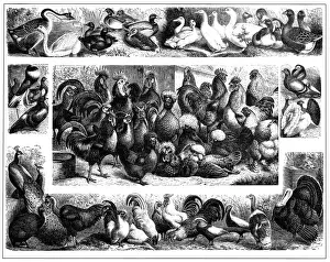 Goose Prints: Poultry