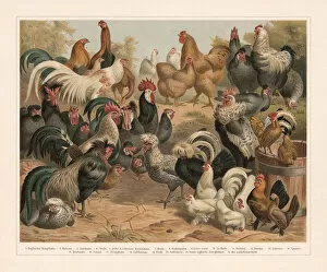 Images Dated 3rd August 2018: Poultry, chromolithograph, published in 1897